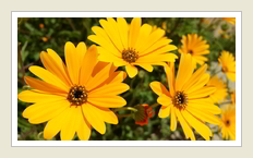 Osteospermum amplectens Dassiegousblom, by Peter Maas, www.touringsouthafrica.co.za